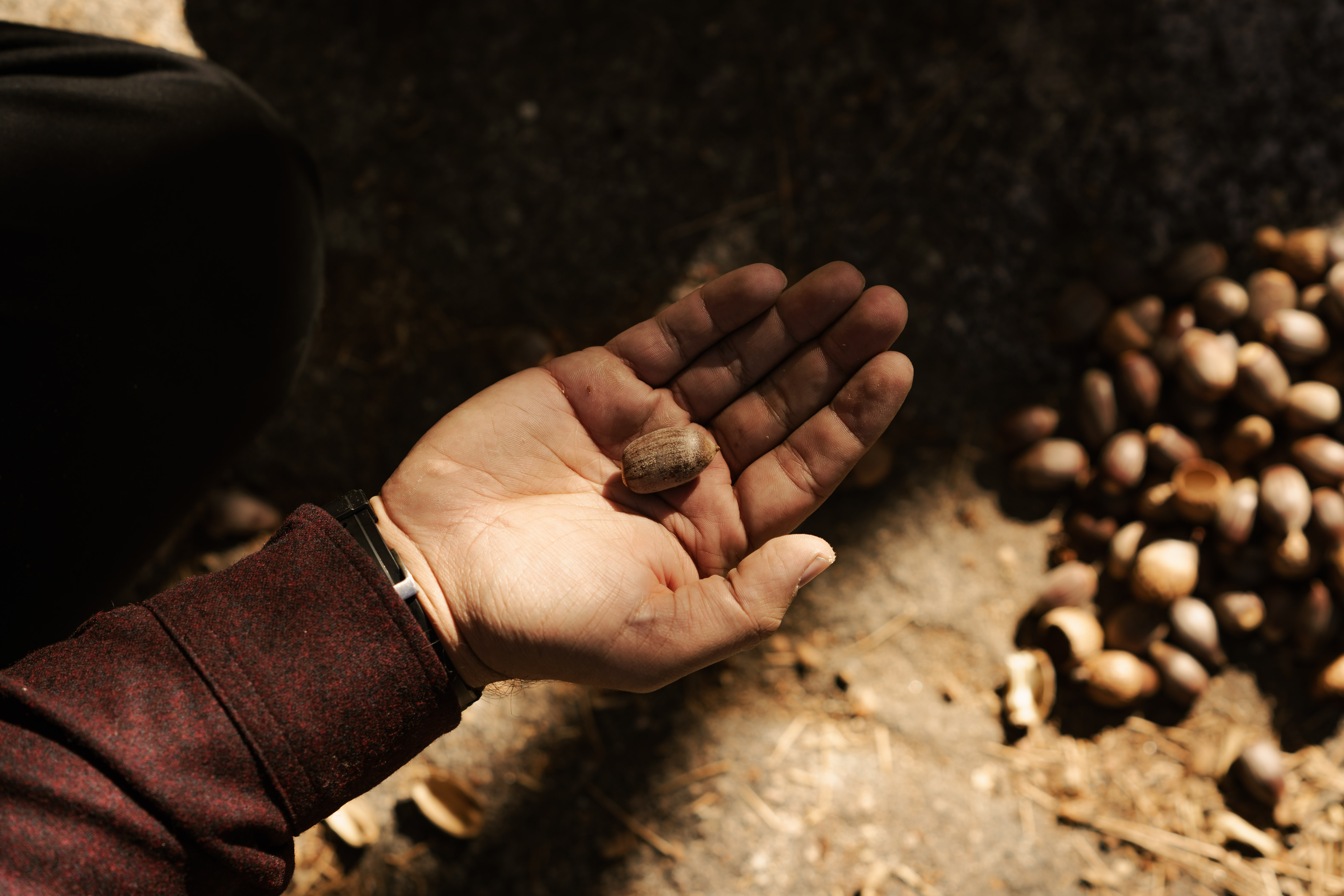 Holding an unprocessed acorn during the fall acorn harvest 