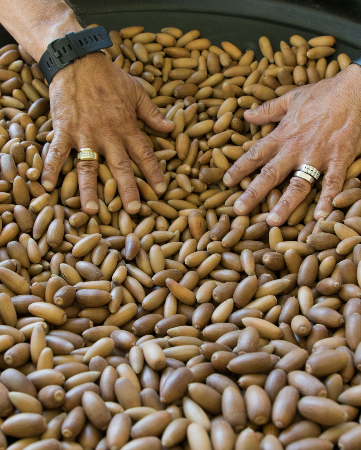 Culture Acorns